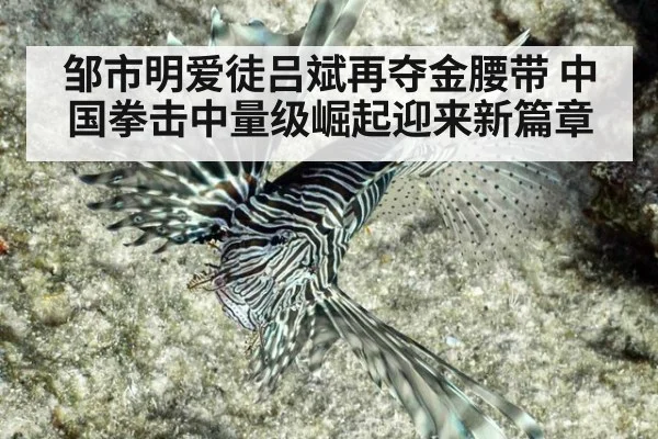 邹市明爱徒吕斌再夺金腰带 中国拳击中量级崛起迎来新篇章
